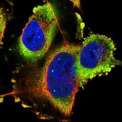 DAN/NBL1 Antibody, Novus Biologicals:Antibodies:Primary Antibodies